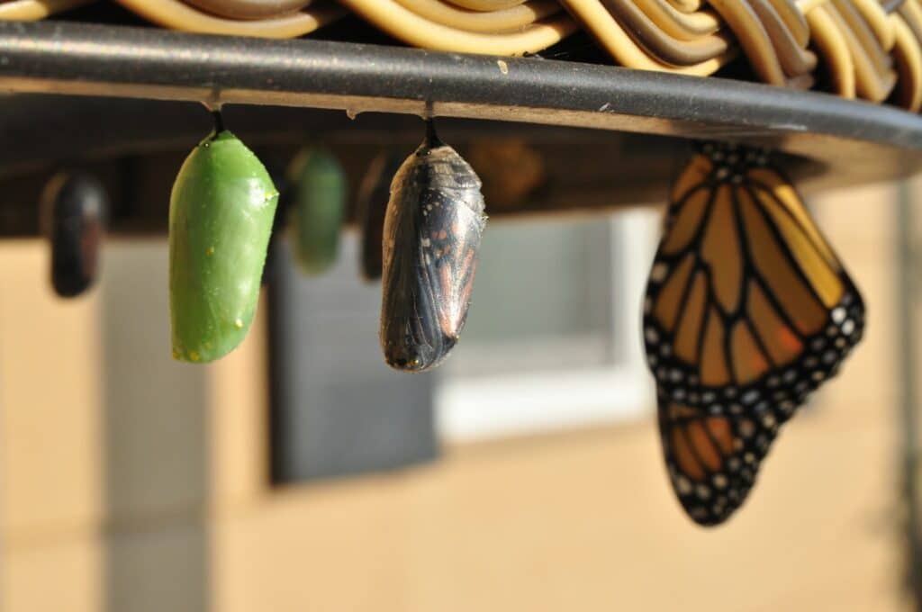 A photo of the stages of a butterfly in a chrysalis, sometimes we need time and space to process emotions